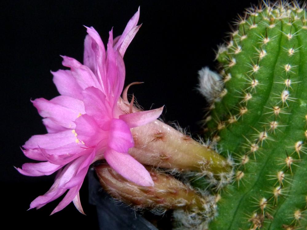 Chamaecereus